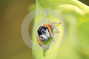 Jumping spider on leaf