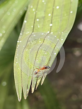 the Jumping spider on the leaf