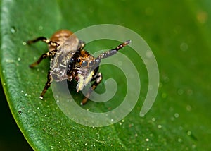 Jumping Spider on leaf extreme close up - Macro photography of jumping Spider on leaf