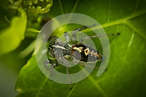 Jumping spider on a leaf