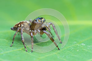 Jumping spider  on a leaf , taken using macro  technique.