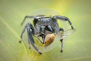 Jumping spider on leaf , taken using macro technique.