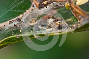 Jumping spider on leave