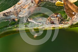 Jumping spider on leave