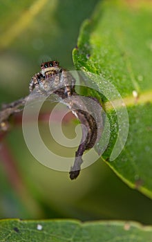 Jumping spider on leave