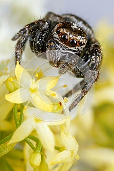 Jumping spider and light yellow flowers
