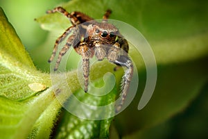 Jumping spider and the little aphis