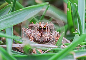 Jumping spider