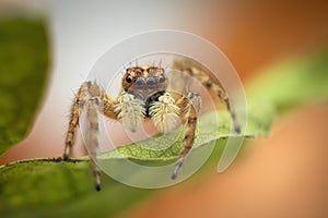 Jumping spider macro closeup shot on a green leaf