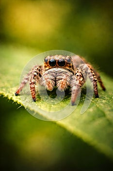Jumping Spider Macro Portrait On Green Leaf With Soft Natural Background