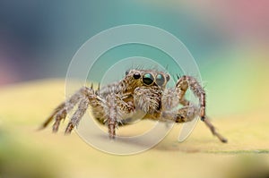 Jumping Spider Macro