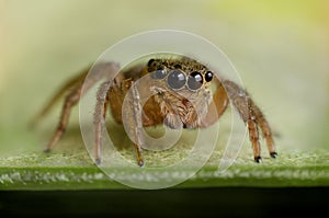 Jumping Spider Macro
