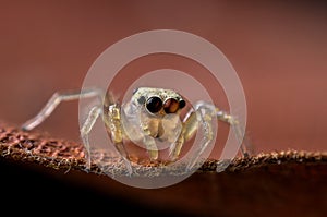 Jumping Spider Macro