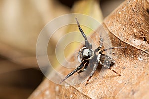 Jumping spider Male Hasarius adansoni raise hands to intimidate