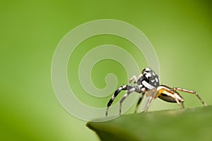 Jumping spider Male Phintella versicolor on edge of green leaf