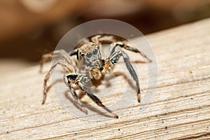 Jumping spider Male Plexippus petersi