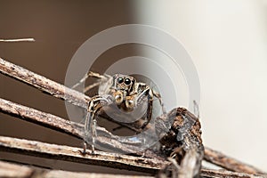 Jumping spider Male Plexippus petersi