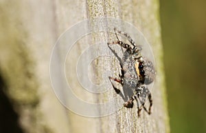 A Jumping Spider Marpissa muscosa.