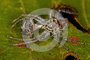 Jumping Spider Molt