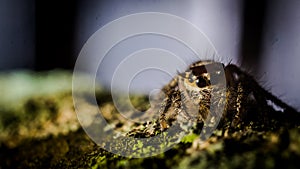 Jumping spider on mossy trunk