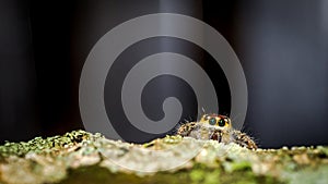Jumping spider on the mossy trunk