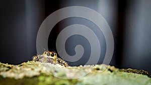 Jumping spider on the mossy trunk