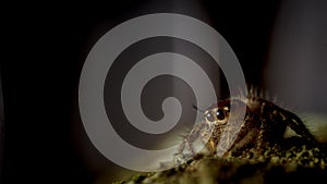 Jumping spider on the mossy trunk