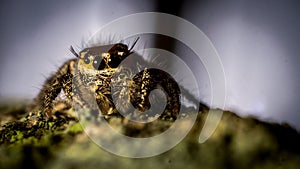 Jumping spider on the mossy trunk