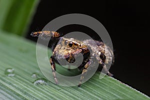 Jumping spider in nature