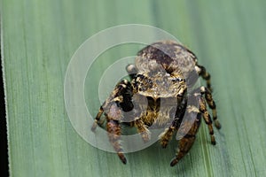 Jumping spider in nature