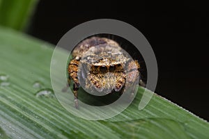 Jumping spider in nature