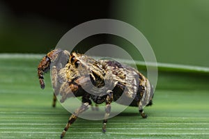 Jumping spider in nature