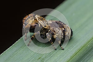 Jumping spider in nature