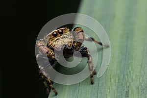 Jumping spider in nature