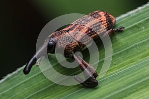 Jumping spider in nature