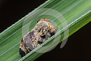 Jumping spider in nature