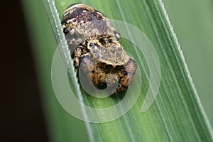 Jumping spider in nature