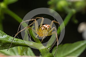 Jumping spider in nature