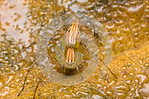 Jumping spider in nature