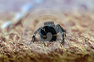 Jumping spider in nature