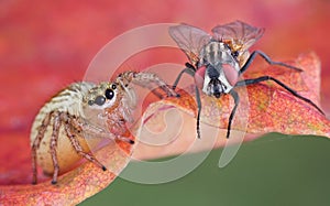 Jumping spider near fly