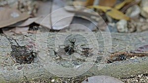 Jumping spider observing ants while they feed.