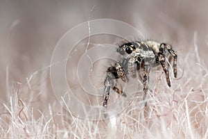 Jumping spider ont the synthetic fur