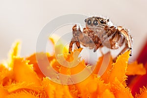 Jumping spider on the orange petals