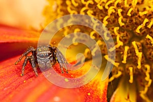 Jumping spider on the petal