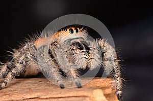 Jumping spider Phidippus regius