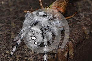 Jumping spider (Phidippus regius) from Antillean islands