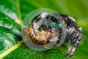 A jumping spider Phidippus regius eating its prey cockroach on a green leaf. Macro, big eyes, sharp details. Beautiful big eyes