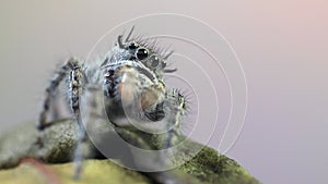 Jumping spider Phidippus regius front view, the spider is resting, moving its front limbs pedipalps