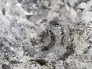 Jumping Spider, Philaeus chrysops